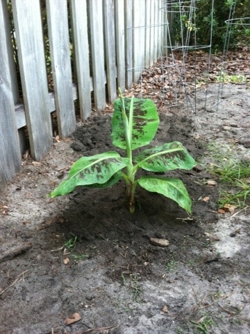 Banana tree planted in a yard